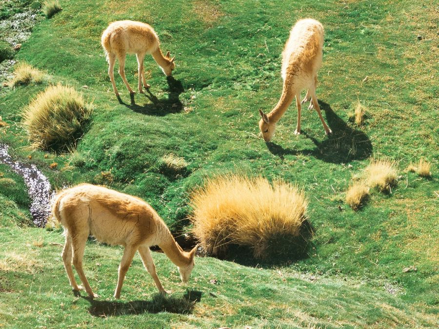 Crédito: Unsplash https://unsplash.com/es/fotos/caballos-blancos-y-marrones-en-un-campo-de-hierba-verde-durante-el-dia-ex5dVnViv8A